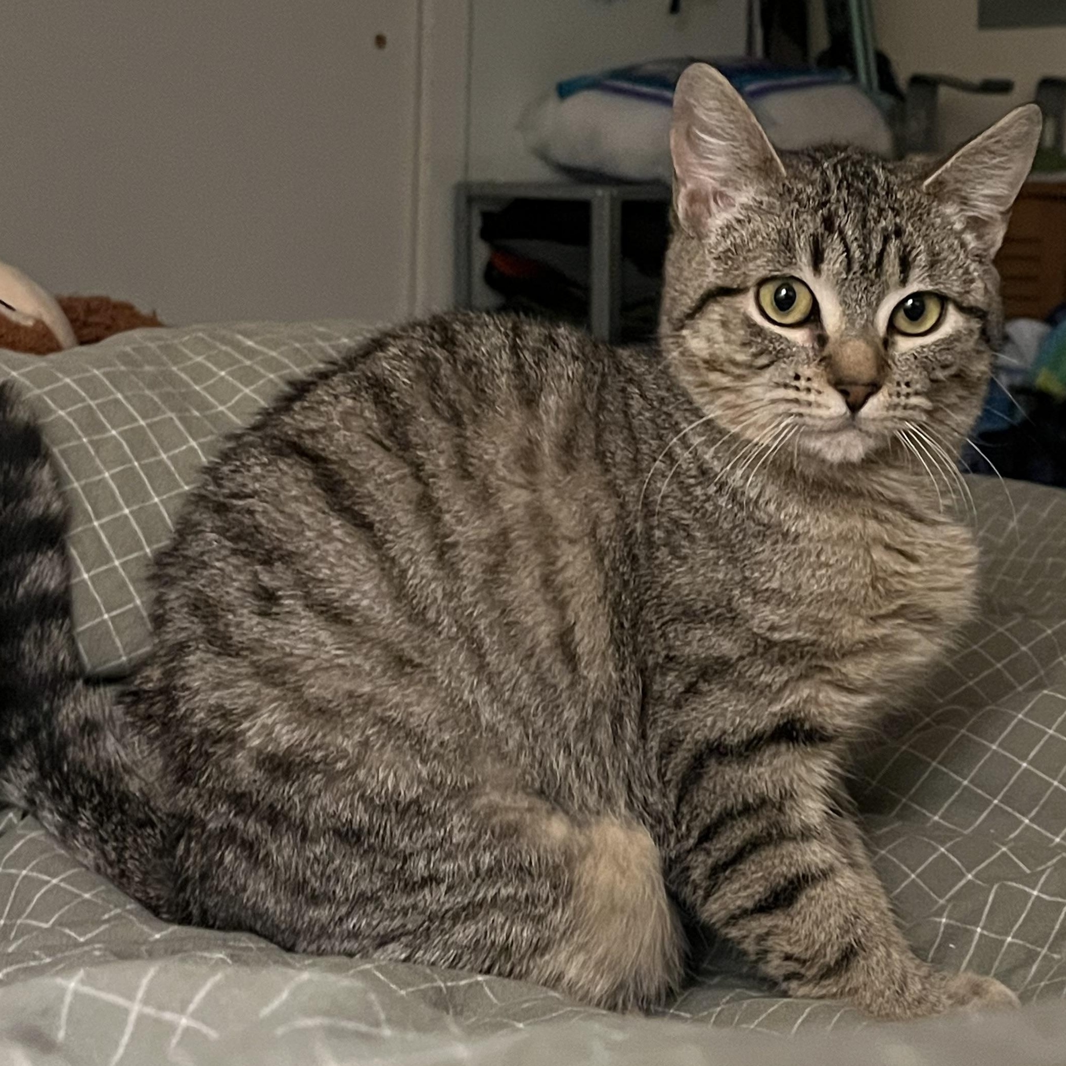Sweetie Pie Junior, an adoptable Tabby in Springfield, OR, 97478 | Photo Image 3