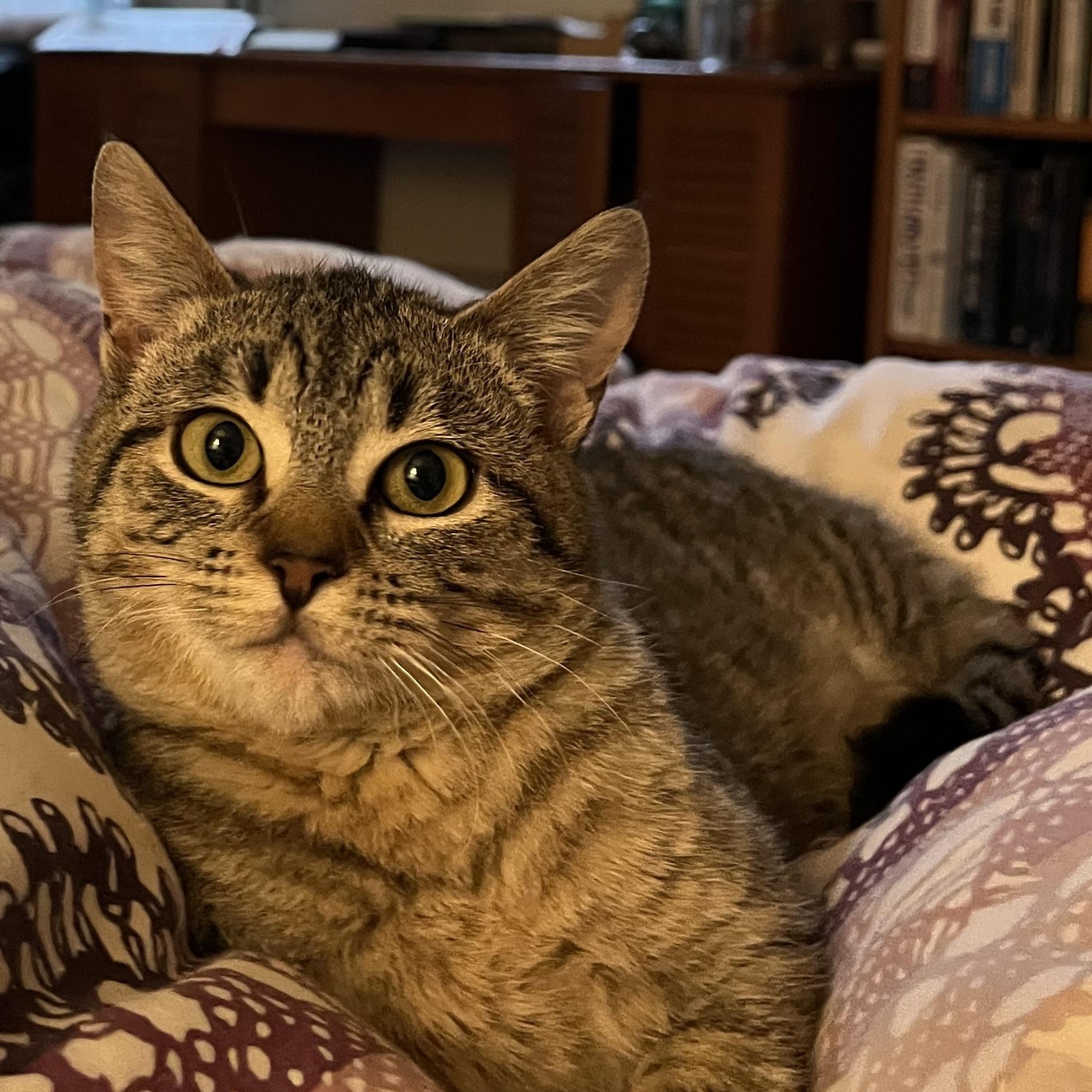 Sweetie Pie Junior, an adoptable Tabby in Springfield, OR, 97478 | Photo Image 5