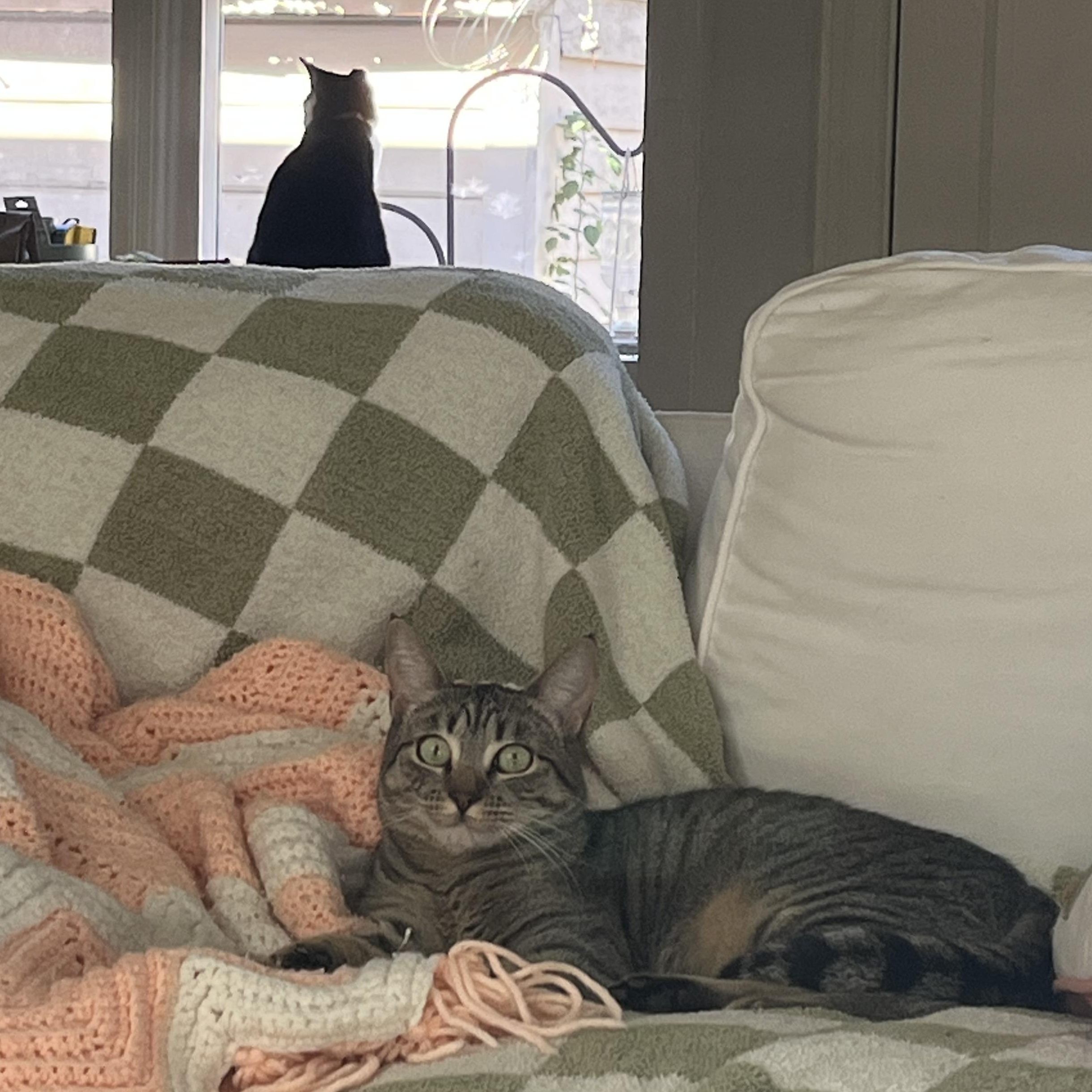 Sweetie Pie Junior, a Adoptable Tabby in Springfield, OR image 5/6