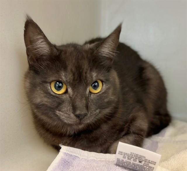 Enlarge SASSY, a Adoptable Domestic Short Hair in Salinas, CA image 1/1