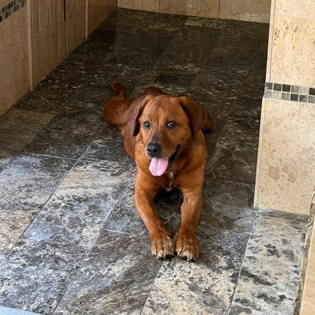 Enlarge Halo, an adopted Labrador Retriever in Indianapolis, IN image 2/6