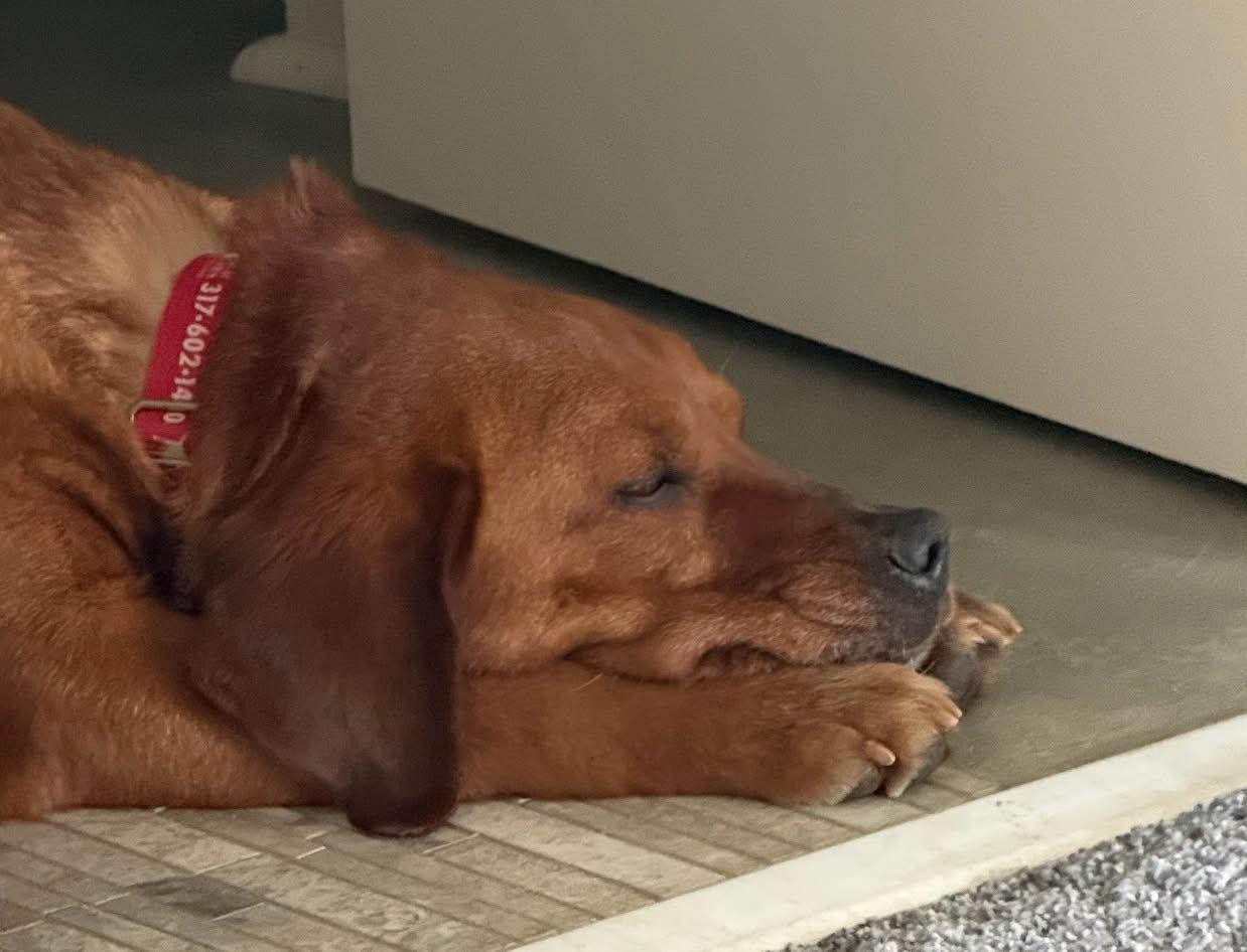 Enlarge Halo, an adopted Labrador Retriever in Indianapolis, IN image 3/6