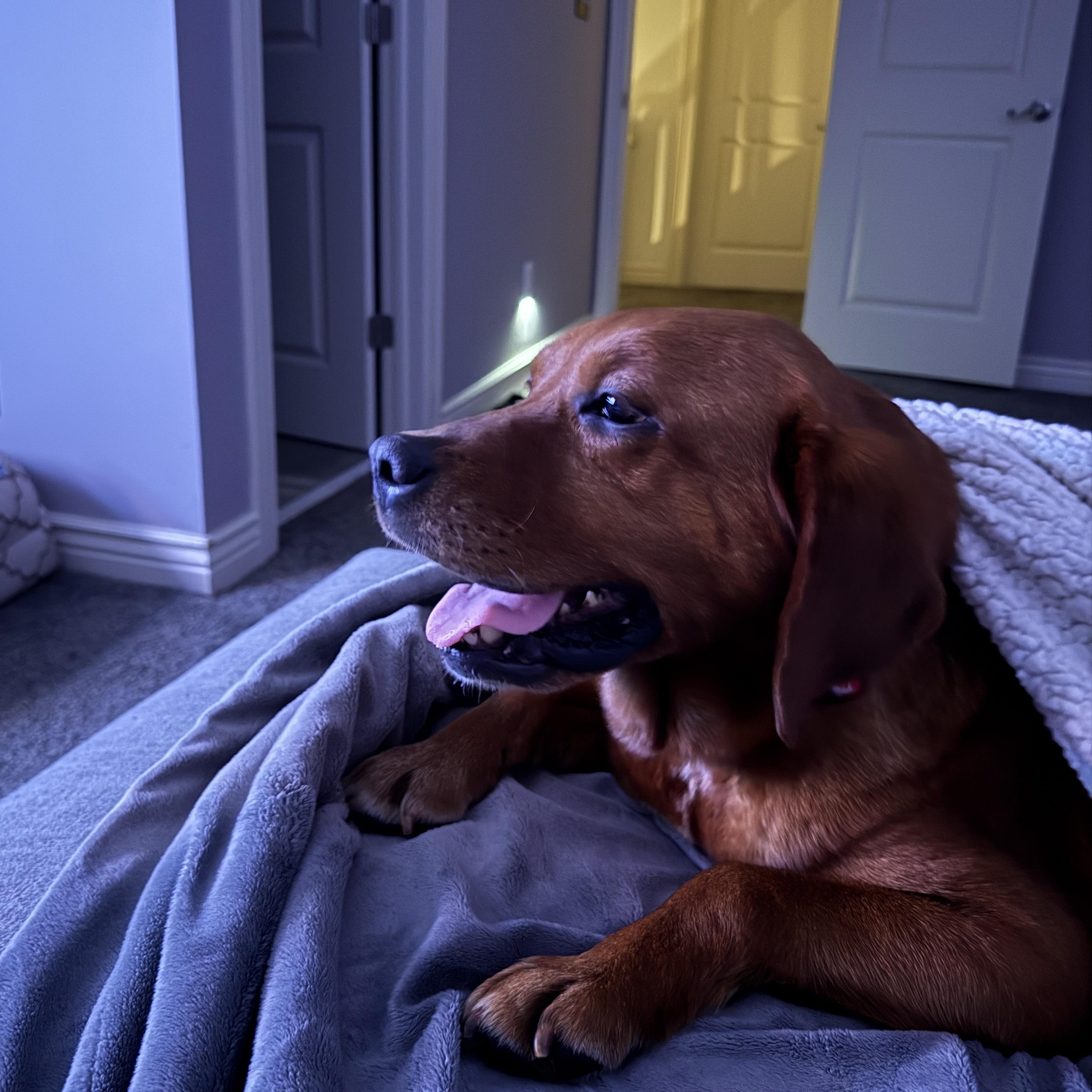 Enlarge Halo, an adopted Labrador Retriever in Indianapolis, IN image 4/6