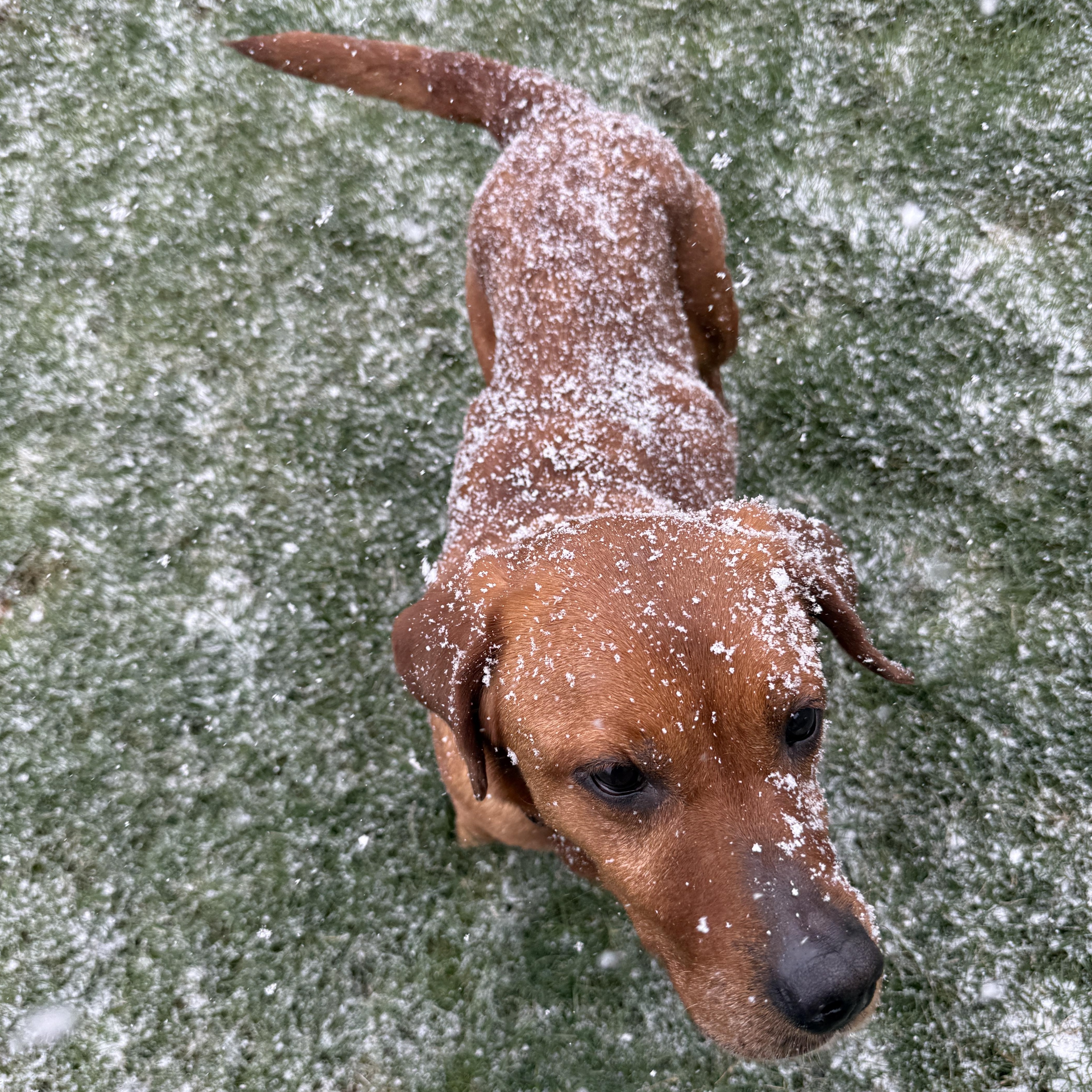 Enlarge Halo, an adopted Labrador Retriever in Indianapolis, IN image 5/6