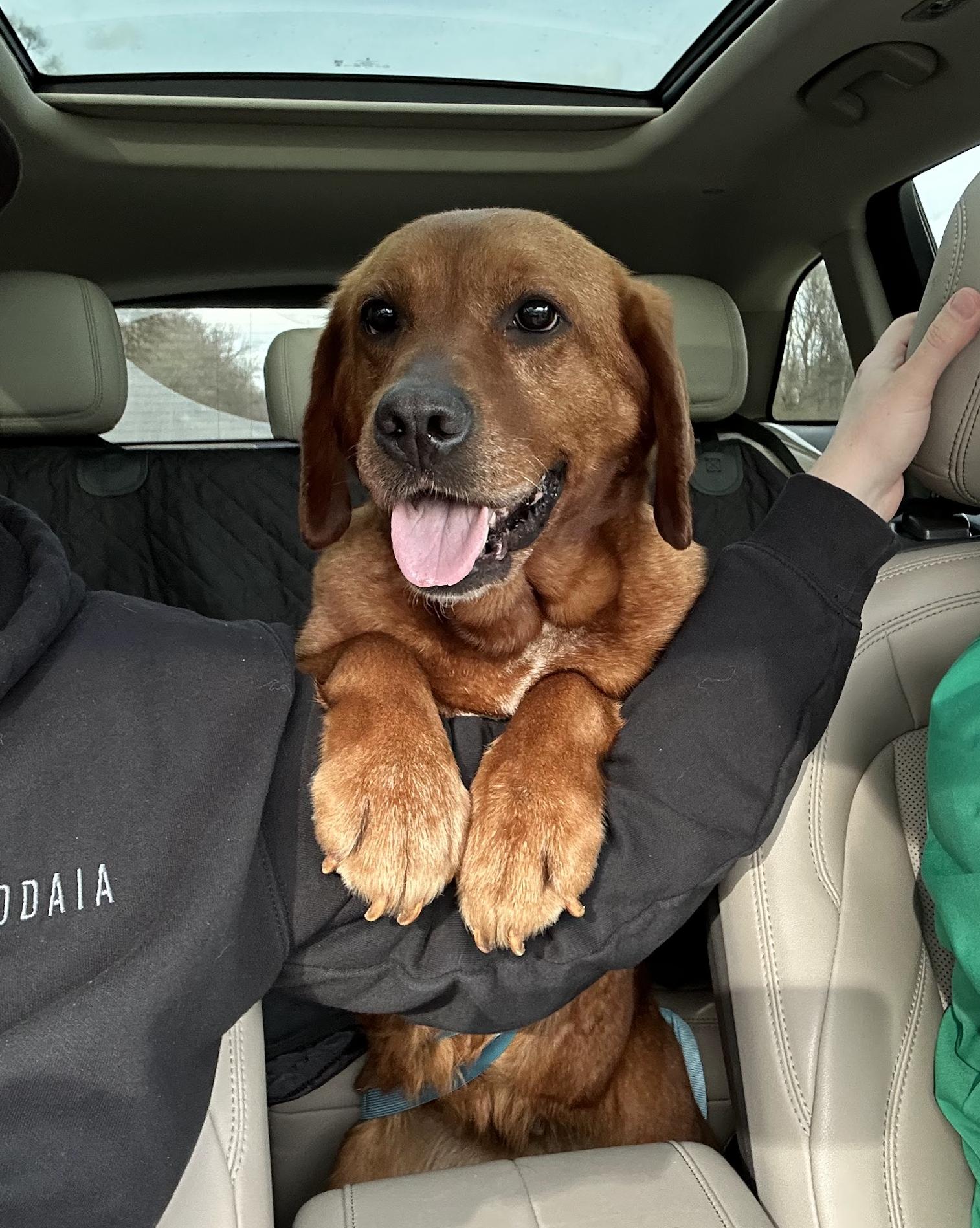 Halo, adopted, Adult Female Labrador Retriever.