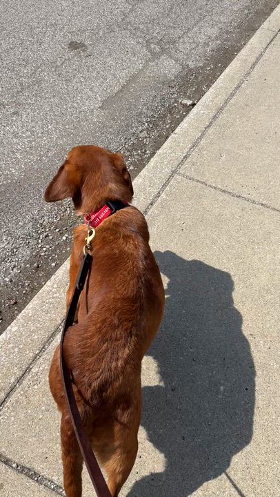 Enlarge Halo, an adopted Labrador Retriever in Indianapolis, IN video 6/6