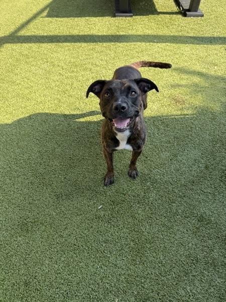 Enlarge Mommy Shark, a Adoptable mixed breed in Canton, GA image 1/1
