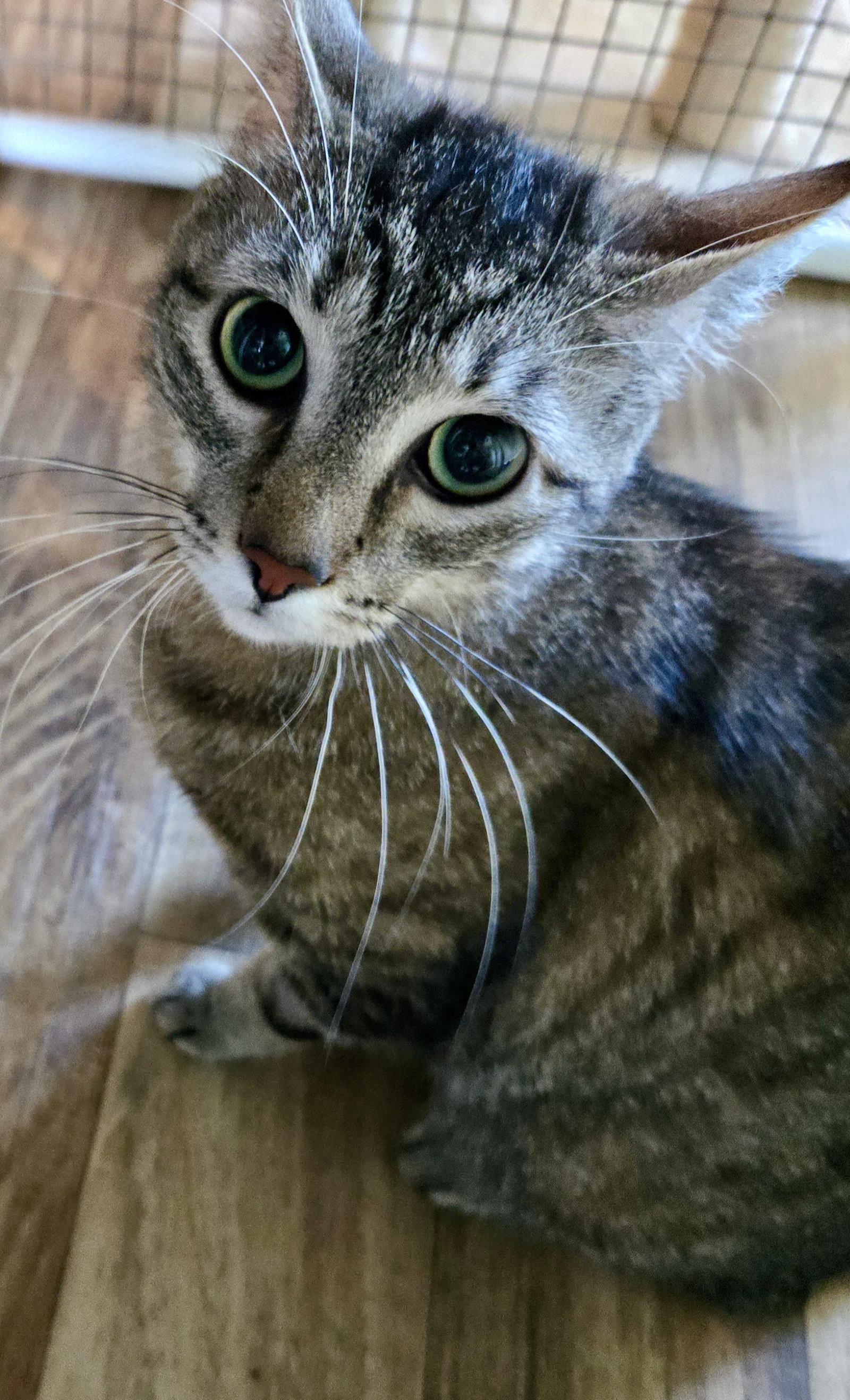 Yosemite, Adopted, Adult Female Domestic Short Hair.