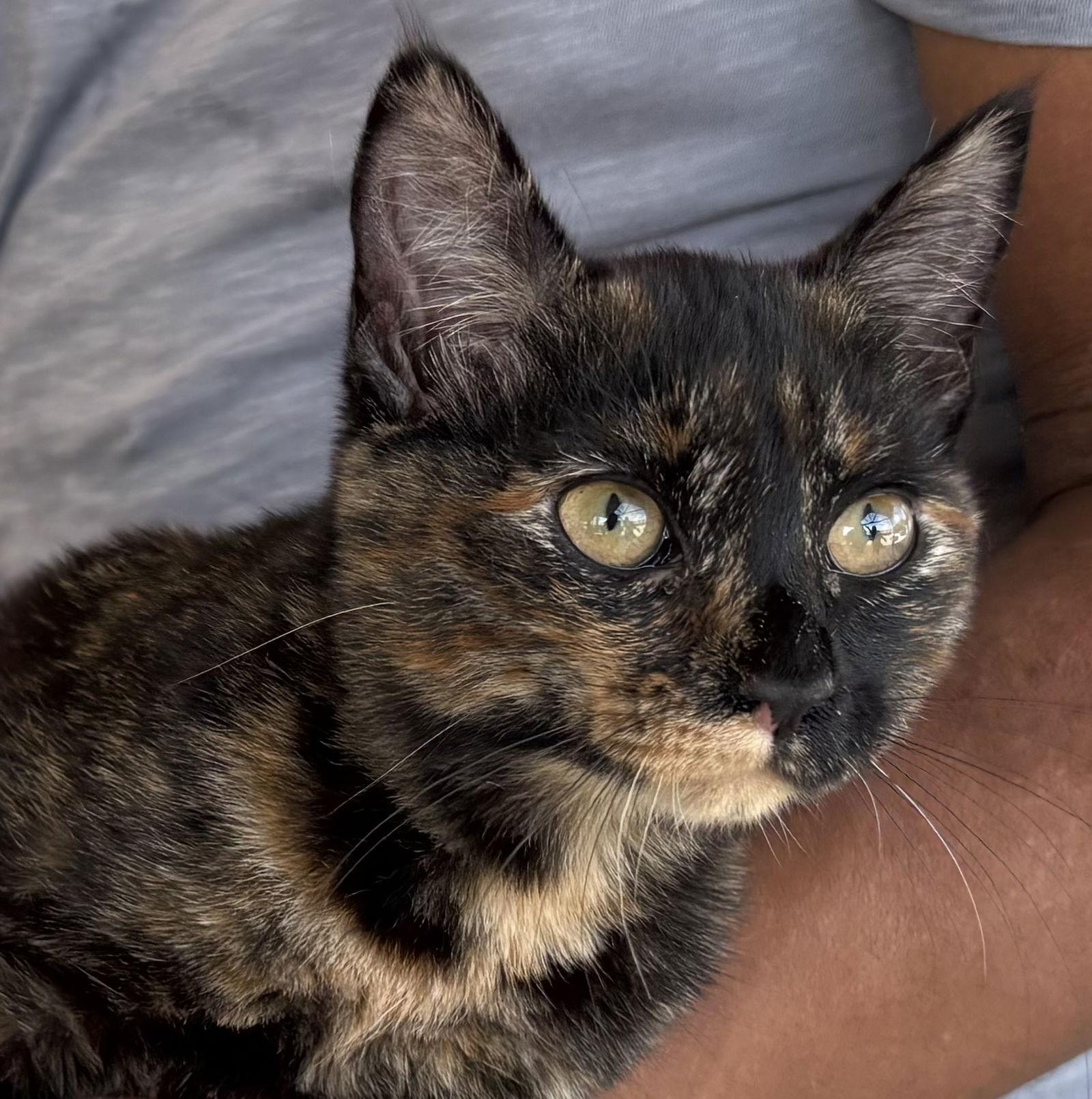 Patches, a Adoptable Tortoiseshell in Montgomery, TX image 1/2
