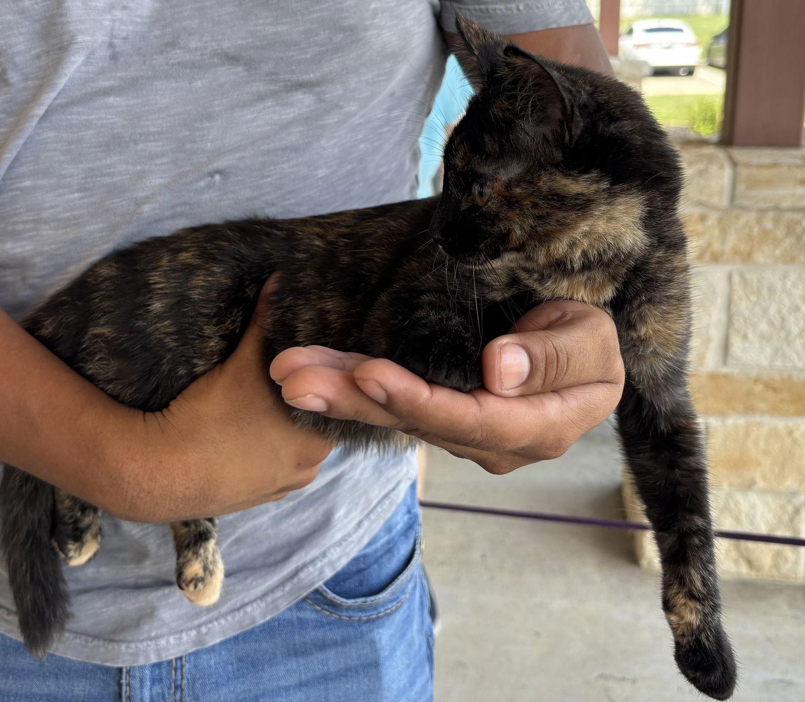 Patches, Adoptable, Young Female Tortoiseshell.
