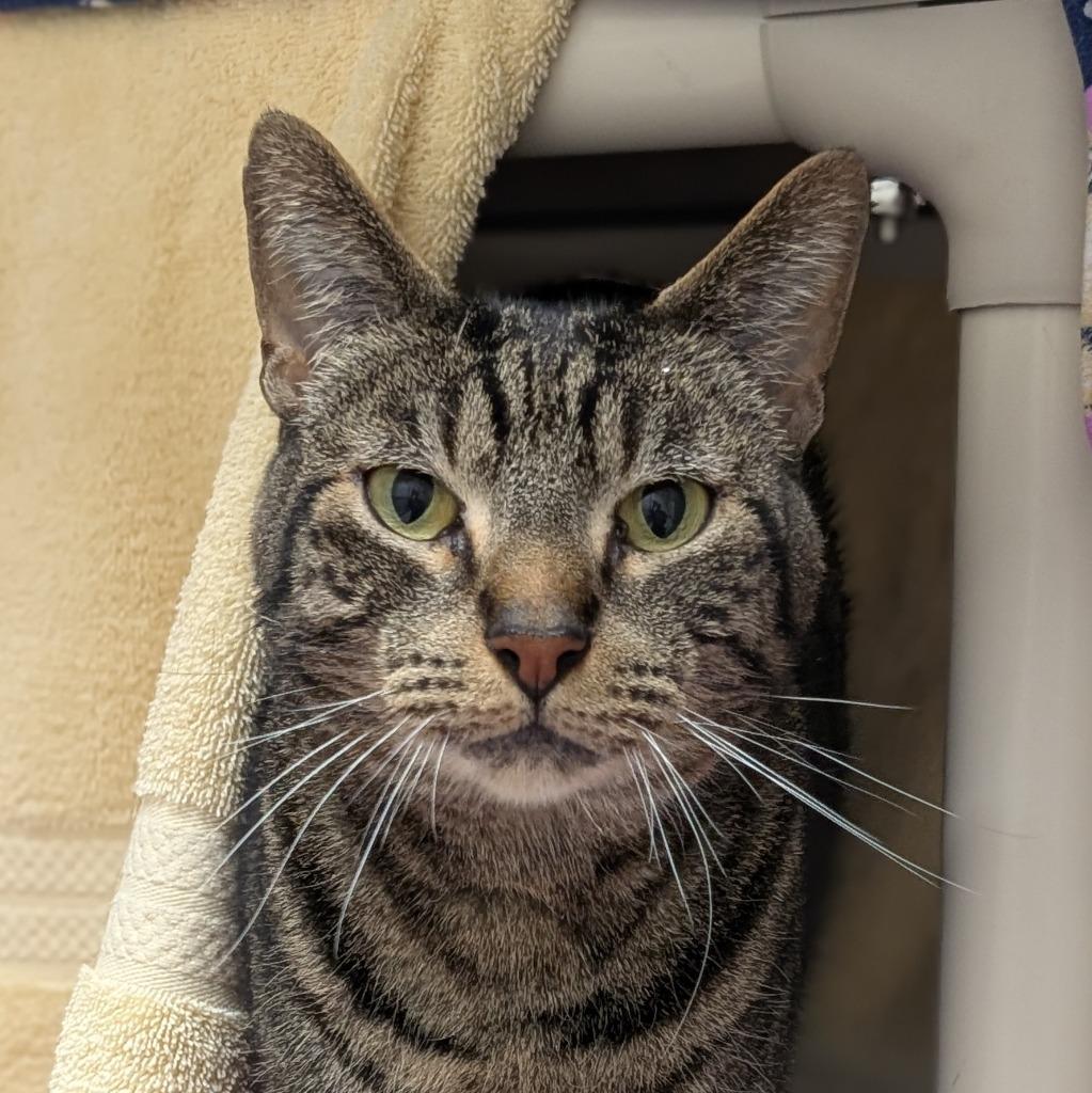 Enlarge Norm, a Adoptable mixed breed in Shoreline, WA image 1/2