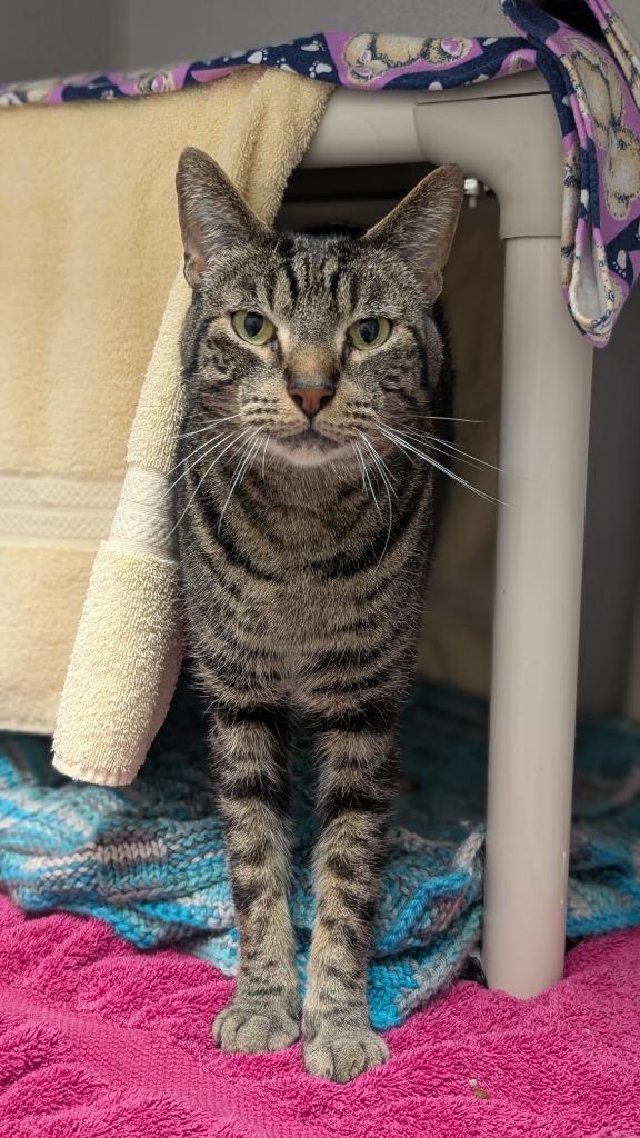Enlarge Norm, a Adoptable mixed breed in Shoreline, WA image 2/2
