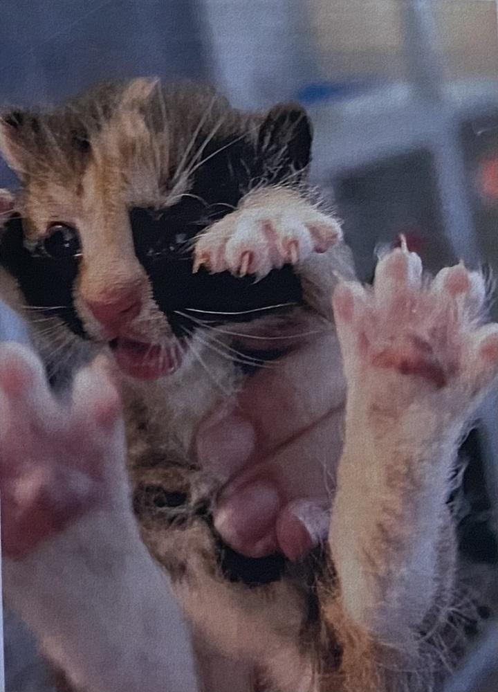 Enlarge Mascara, a Adopted Domestic Short Hair in Fort Madison, IA image 1/1