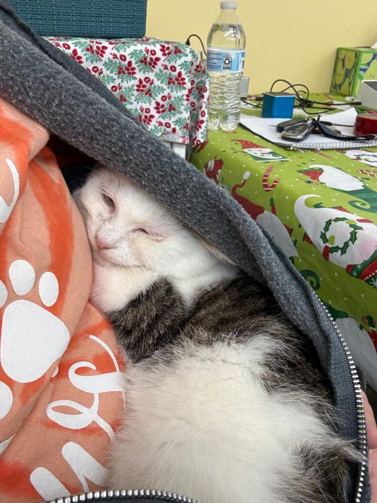 Enlarge Woody, a Adoptable mixed breed in Syracuse, IN image 1/2