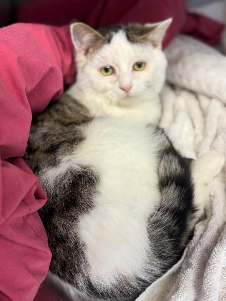 Woody, Adoptable, Young Male Domestic Short Hair.