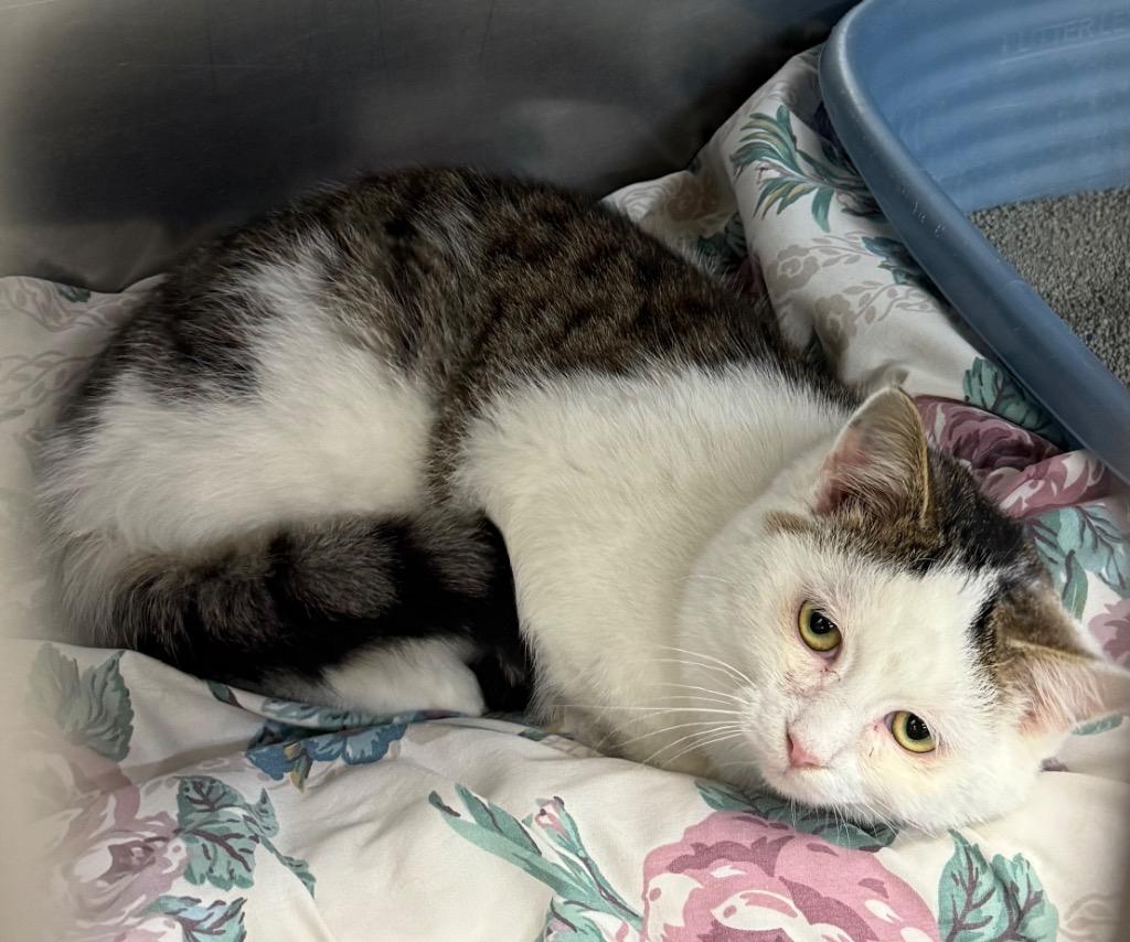 Enlarge Woody, a Adoptable mixed breed in Syracuse, IN image 2/2