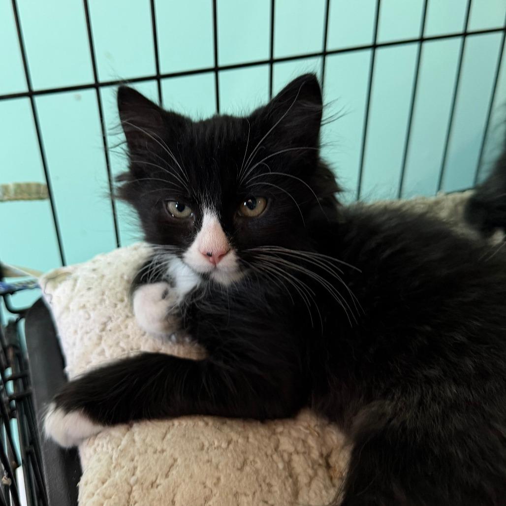 Leo, a Adoptable Domestic Short Hair in Marion, VA image 2/3