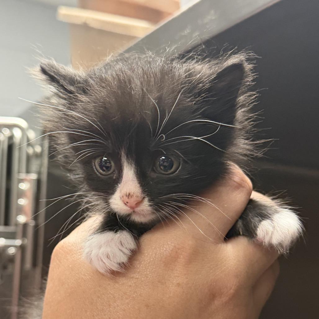 Leo, a Adoptable Domestic Short Hair in Marion, VA image 3/3