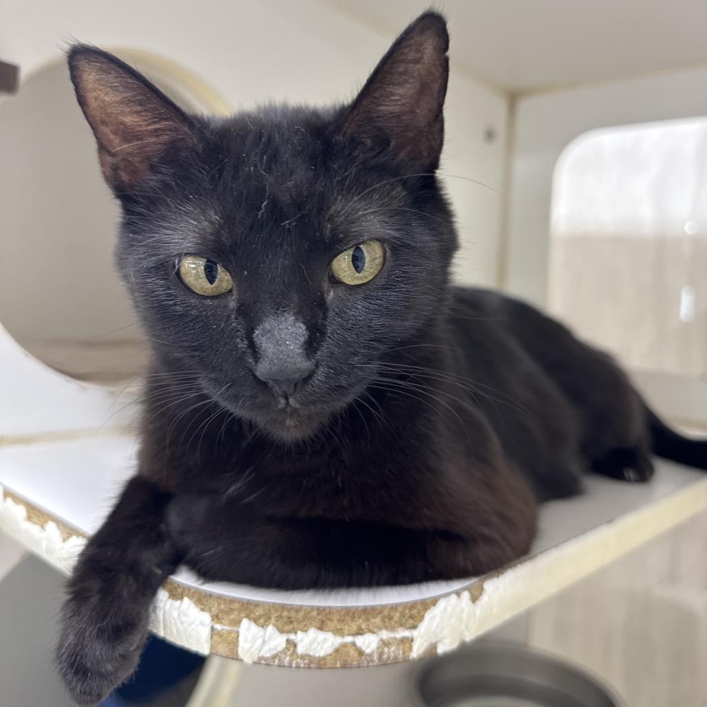 Callie, Adoptable, Adult Female Domestic Short Hair.