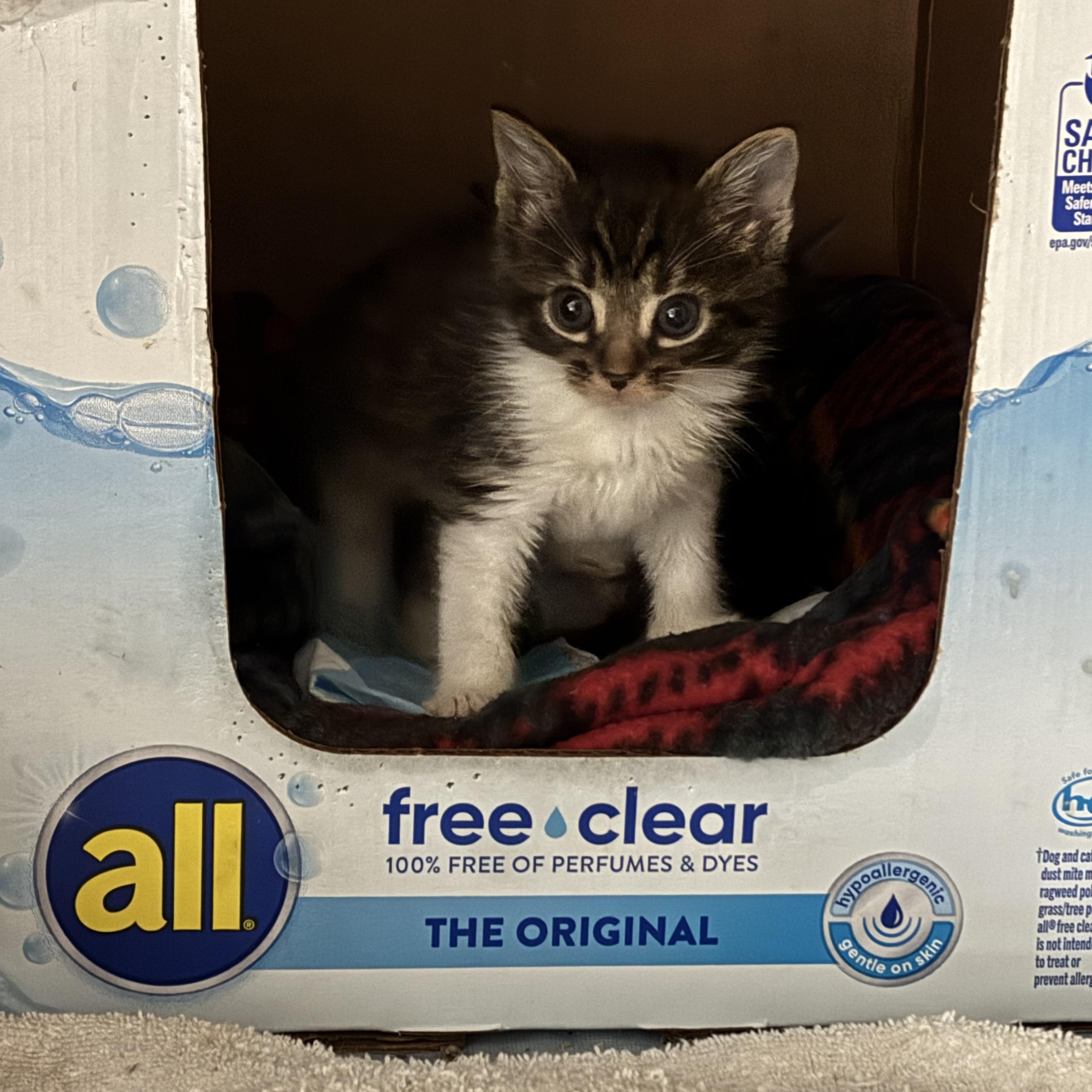 Cedar & Pint thumbnail 6