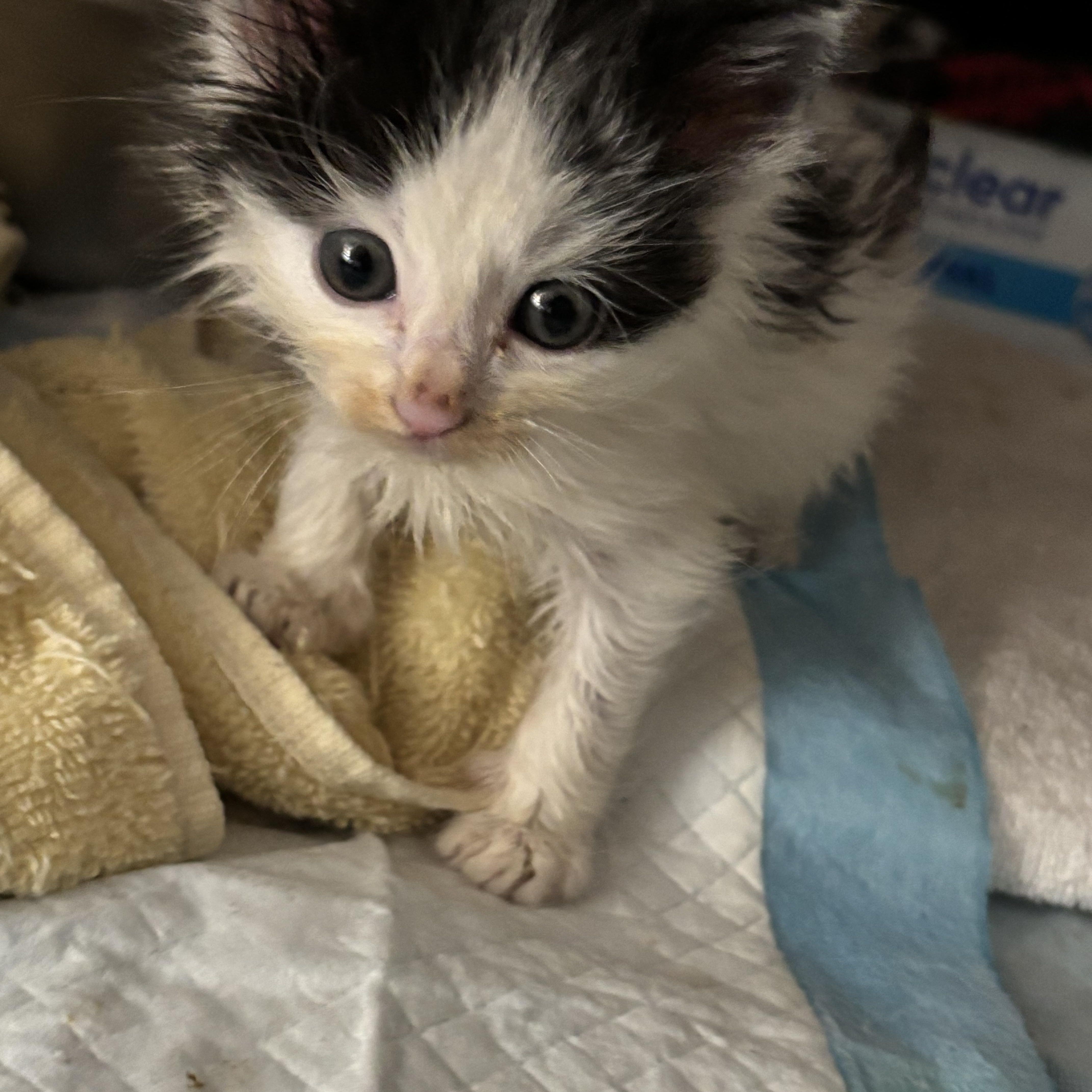 Cedar & Pint thumbnail 4