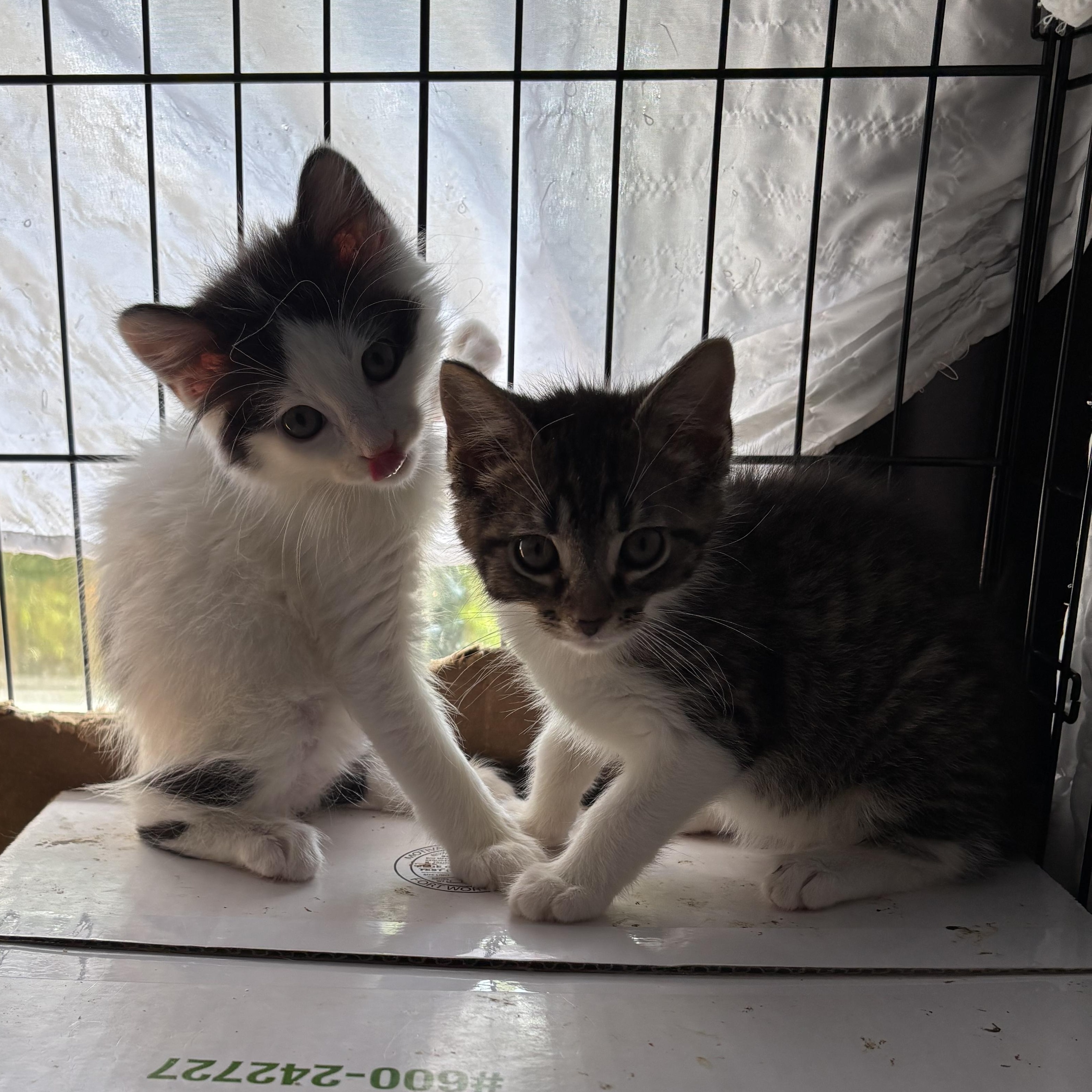 Cedar & Pint thumbnail 5