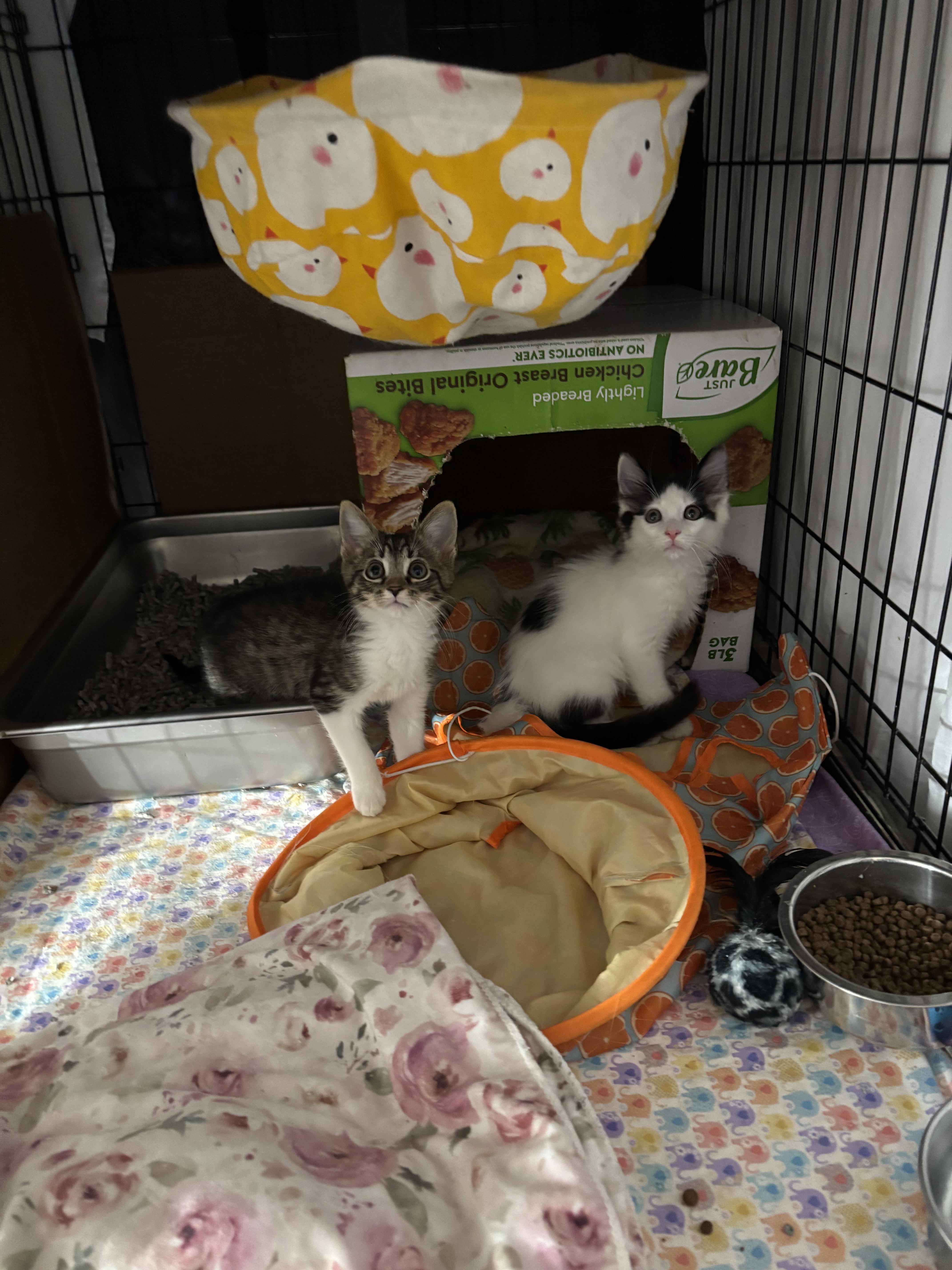 Cedar & Pint thumbnail 3