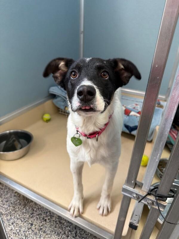 Enlarge Leek, a Adoptable mixed breed in Fort Collins, CO image 1/6