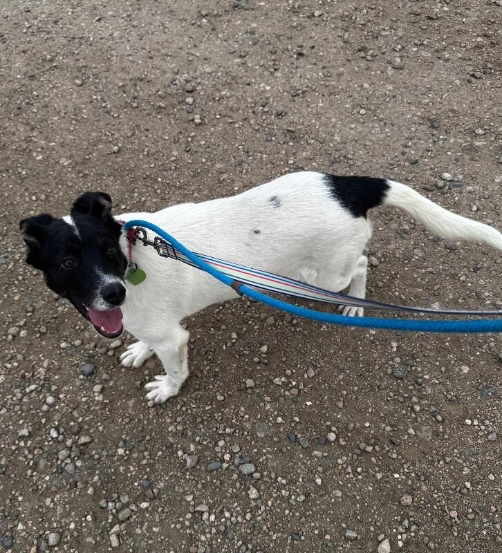 Enlarge Leek, a Adoptable mixed breed in Fort Collins, CO image 3/6