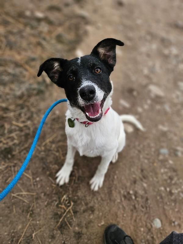 Enlarge Leek, a Adoptable mixed breed in Fort Collins, CO image 5/6