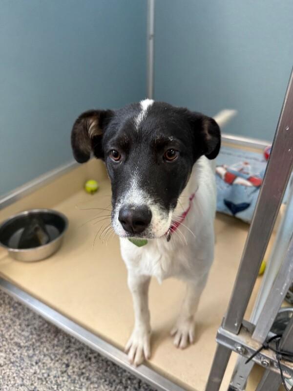 Enlarge Leek, a Adoptable mixed breed in Fort Collins, CO image 2/6