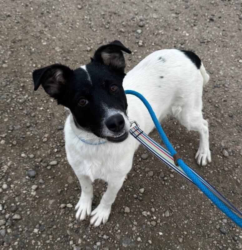 Enlarge Leek, a Adoptable mixed breed in Fort Collins, CO image 6/6