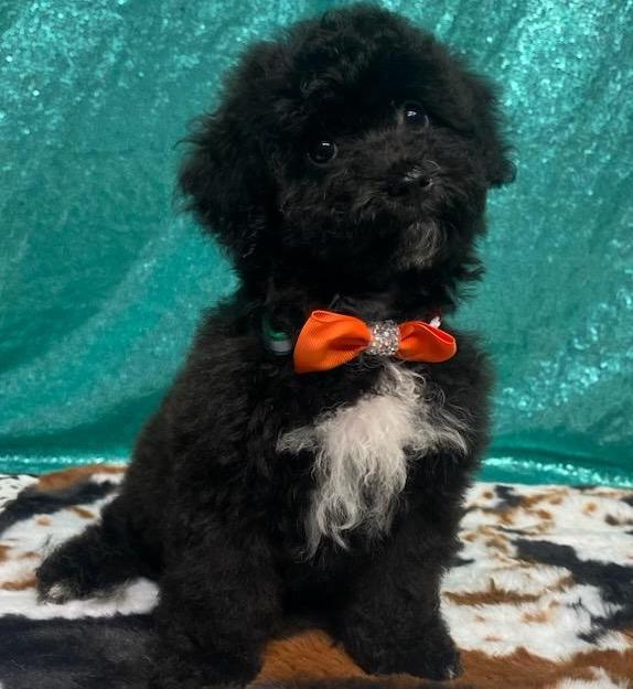 Steve, a Adopted mixed breed in Brooklyn Center, MN image 1/3