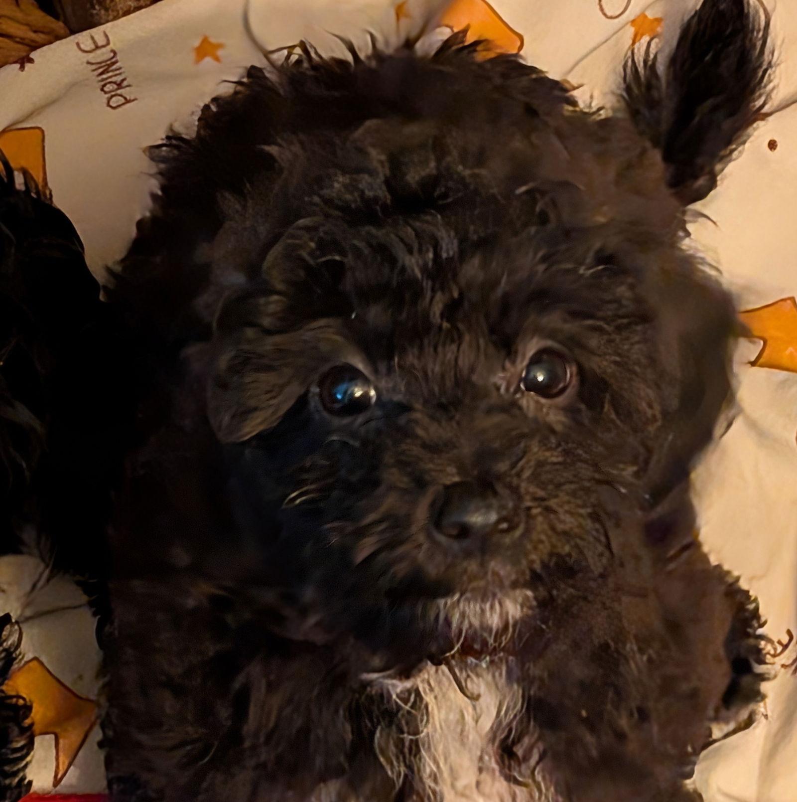 Steve, a Adopted mixed breed in Brooklyn Center, MN image 2/3