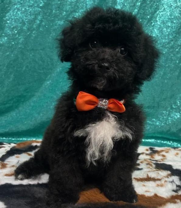 Steve, a Adopted mixed breed in Brooklyn Center, MN image 3/3