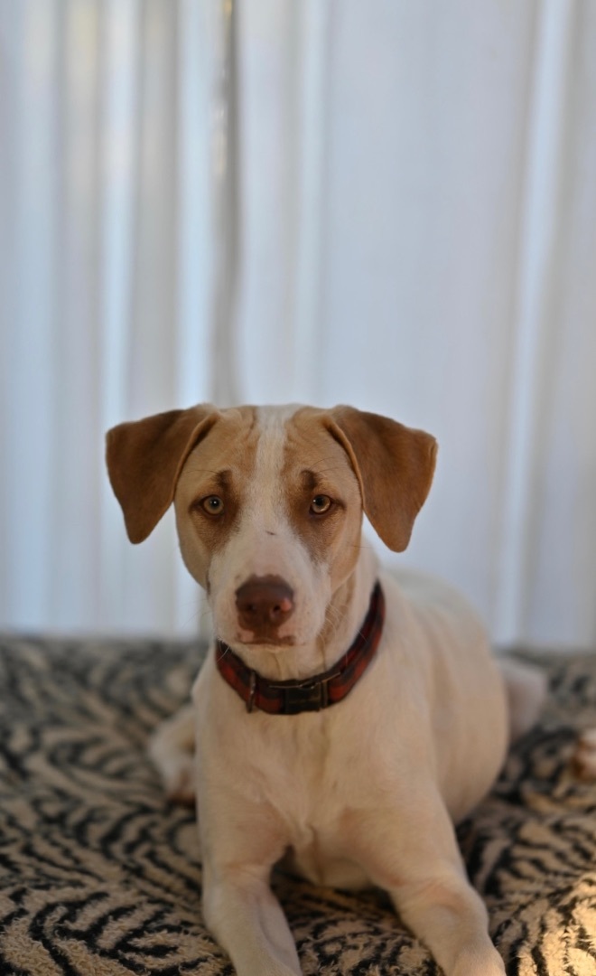 Enlarge Copper Boom, a Adoptable mixed breed in Johnson City, TX image 2/6