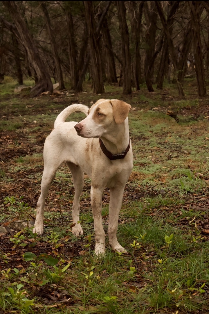 Enlarge Copper Boom, a Adoptable mixed breed in Johnson City, TX image 1/6