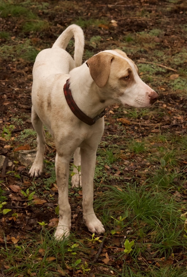 Enlarge Copper Boom, a Adoptable mixed breed in Johnson City, TX image 3/6