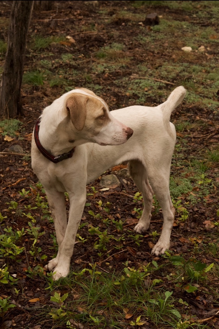 Enlarge Copper Boom, a Adoptable mixed breed in Johnson City, TX image 4/6