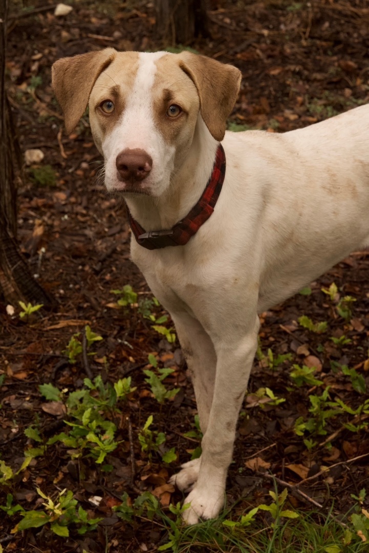 Enlarge Copper Boom, a Adoptable mixed breed in Johnson City, TX image 5/6