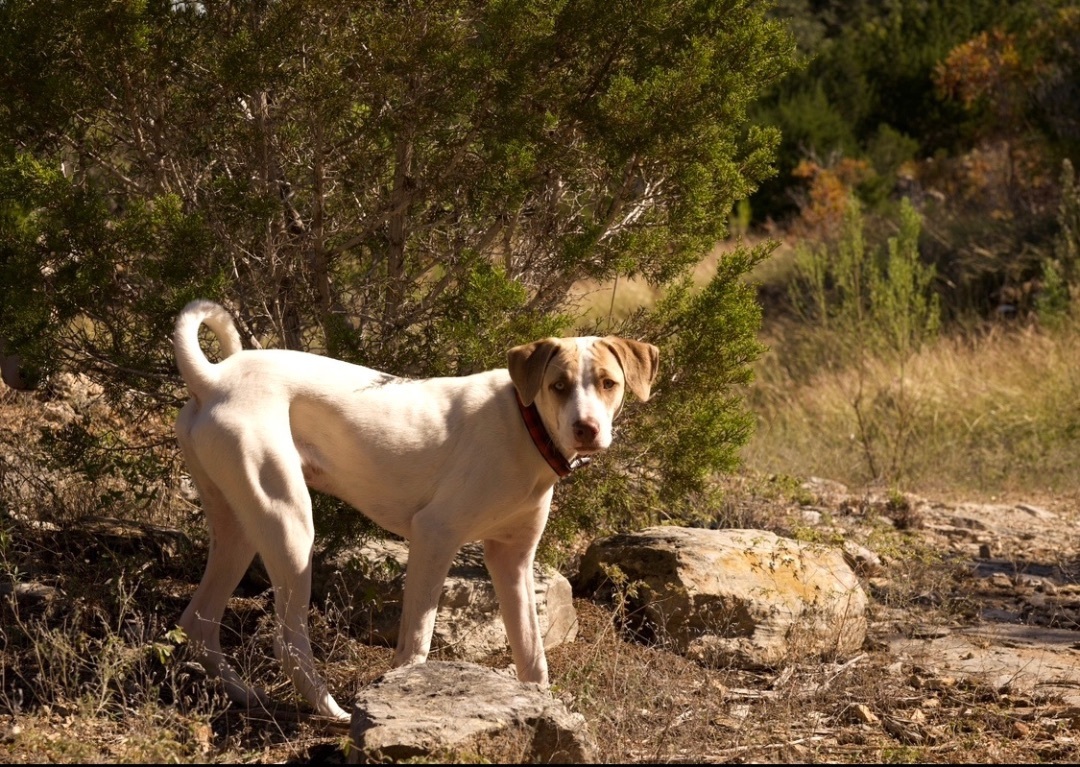 Enlarge Copper Boom, a Adoptable mixed breed in Johnson City, TX image 6/6