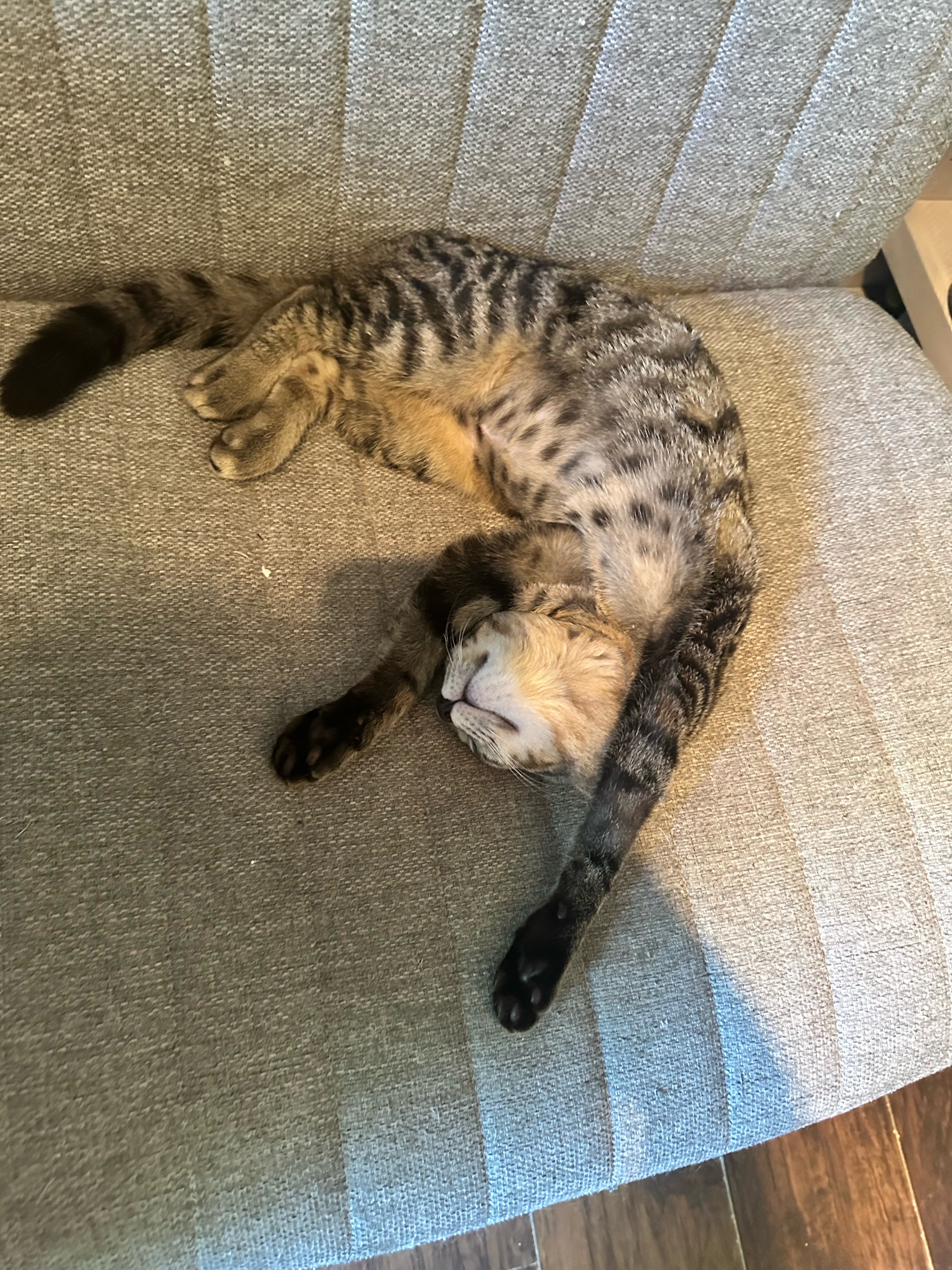 Quiche, a Adoptable Domestic Short Hair in Sterling, VA image 6/6