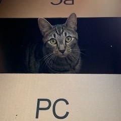 Quiche, Adoptable, Adult Female Domestic Short Hair.