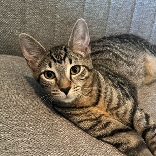 Quiche, a Adoptable Domestic Short Hair in Sterling, VA image 4/6