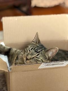 Quiche, Adoptable, Adult Female Domestic Short Hair.