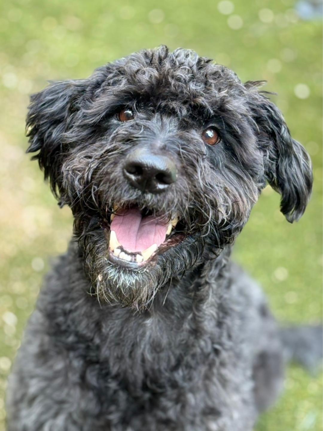 SullyT, adopted, Adult Male Labradoodle.