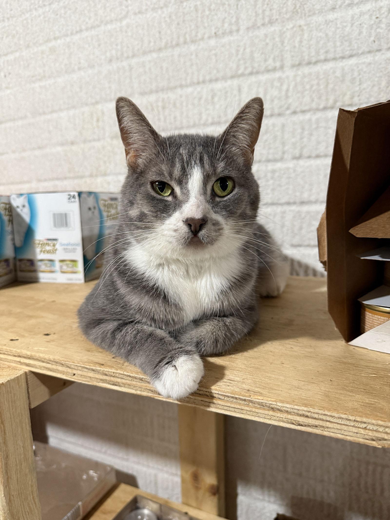 Mia G, Adoptable, Adult Female Domestic Short Hair.