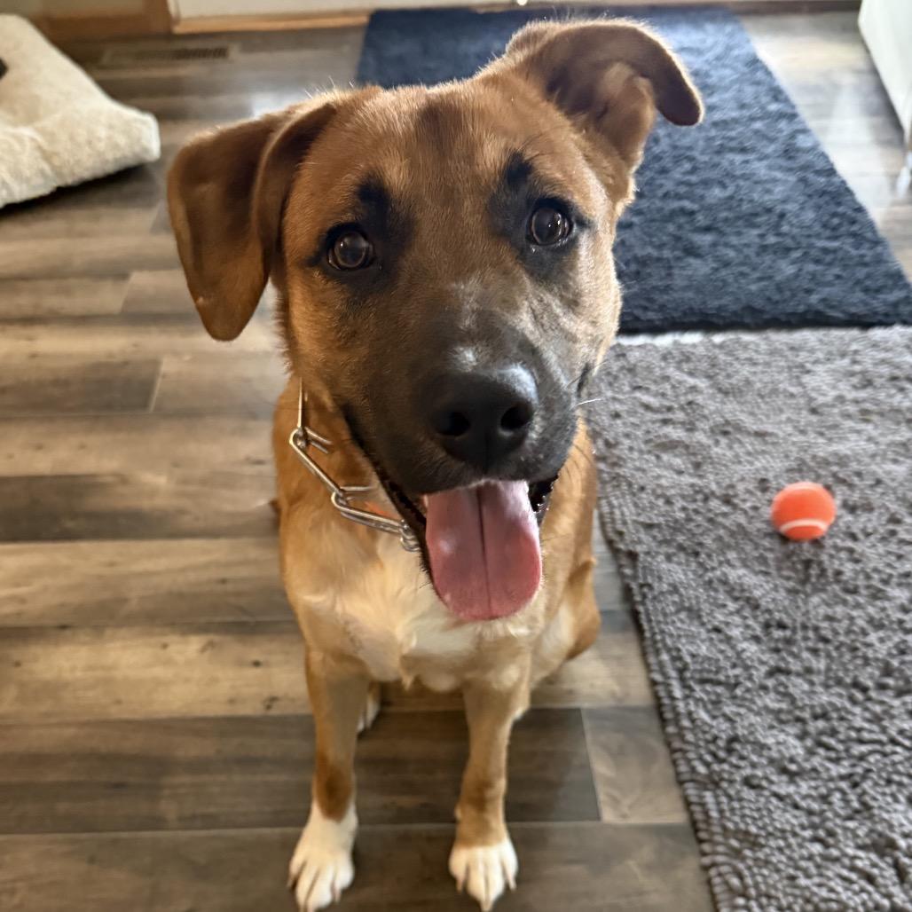 Enlarge Graham, a Adoptable mixed breed in Columbus, OH image 3/5