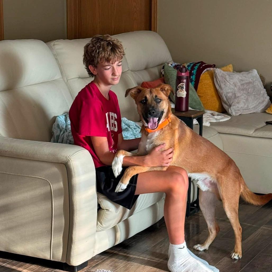 Enlarge Graham, a Adoptable mixed breed in Columbus, OH image 5/5