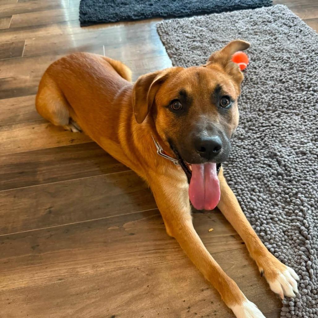 Enlarge Graham, a Adoptable mixed breed in Columbus, OH image 2/5